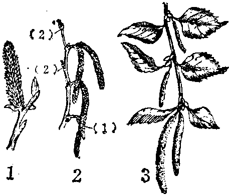 柔荑花序